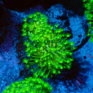 TC Sarcophyton Toxic Green