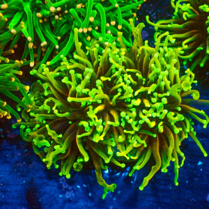 TC Euphyllia glabrecens Dragon Soul 2 cabezas