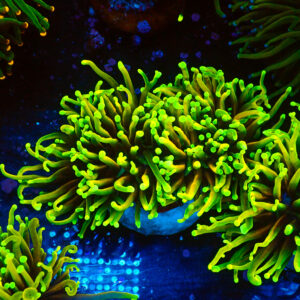 TC Euphyllia glabrecens Dragon Soul 2 cabezas