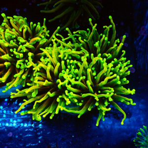 TC Euphyllia glabrecens Dragon Soul 2 cabezas