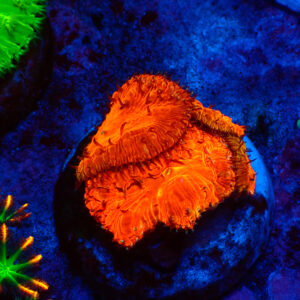 TC Blastomussa Bloodshot