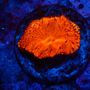 TC Blastomussa Bloodshot