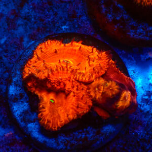 TC Blastomussa Bloodshot