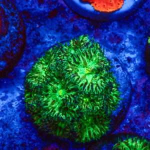 TC Blastomussa merletti Joker