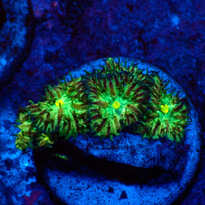 TC Blastomussa merletti Joker