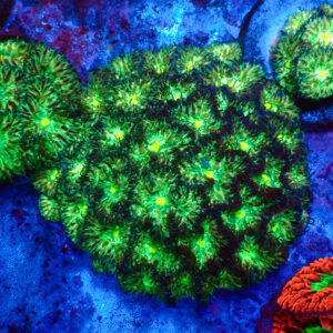 TC Blastomussa merletti Joker colonia