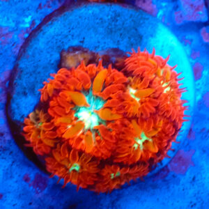 TC Blastomussa merletti Ultron