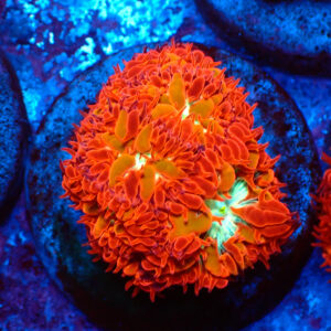 TC Blastomussa merletti Ultron