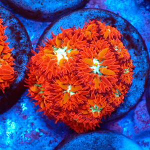 TC Blastomussa merletti Ultron