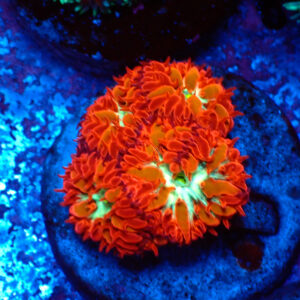 TC Blastomussa Merletti Ultron