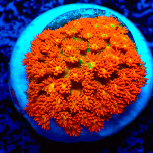 TC Goniopora stutchburyi (Bernardpora) Looney Tunes