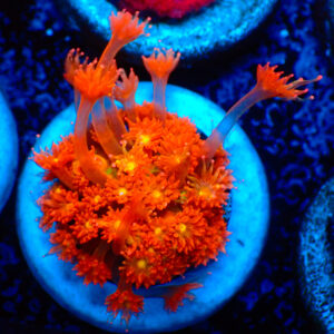 TC Goniopora Stuchburyi (Bernardpora) Looney Tunes