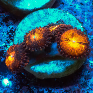 TC Zoanthus Alien Antivenom