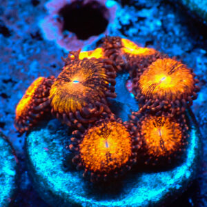 TC Zoanthus Alien Antivenom