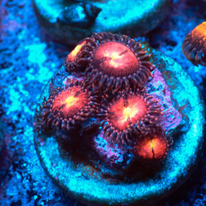 TC Zoanthus Rose Nebula