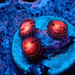 TC Zoanthus Rose Nebula