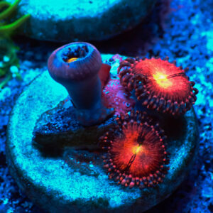 TC Zoanthus Rose Nebula