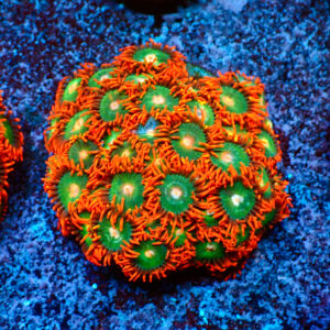 TC Zoanthus Gatorade mini colonia