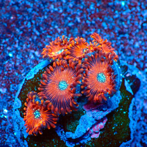 TC Zoanthus Red Magician