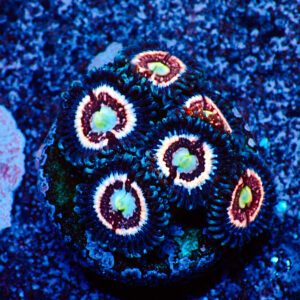 TC Zoanthus Ice Phantom