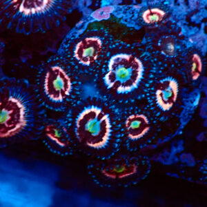 TC Zoanthus Ice Phantom mini colonia