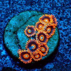 TC Zoanthus Tequila Sunrise