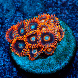 TC Zoanthus Tequila Sunrise