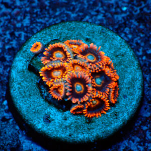 TC Zoanthus Tequila Sunrise