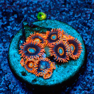 TC Zoanthus Tequila Sunrise