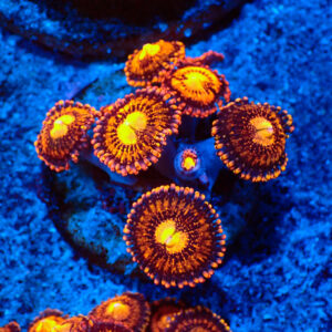 TC Zoanthus Fairy Munchen