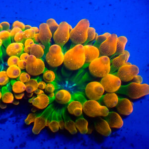 TC Entacmaea Quadricoloor Mini BTA