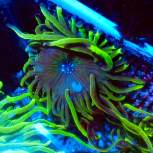 TC Entacmaea Quadricolor Joker