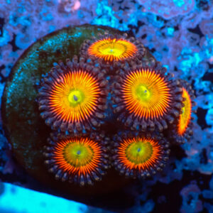 TC Zoanthus Vivid Rainbow