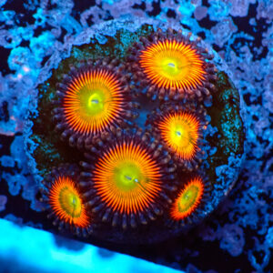 TC Zoanthus Vivid Rainbow