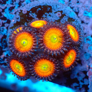 TC Zoanthus Vivid Rainbow