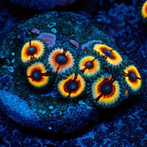 TC Zoanthus Vampire in Drag