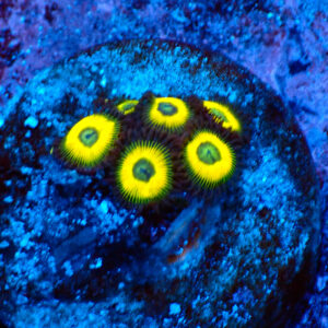 TC Zoanthus Lemon drops