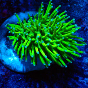 TC Sarcophyton Neon