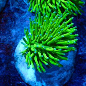 TC Sarcophyton Neon