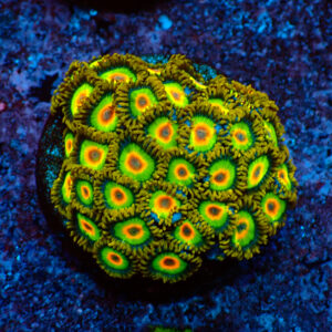 TC Zoanthus Rastas colonia