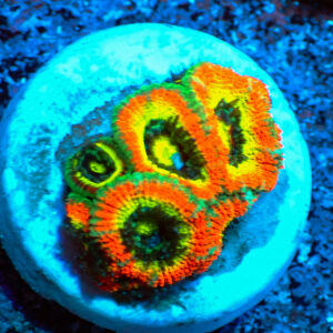 TC Micromussa amakusensis Big R Holy Grail