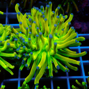 TC Euphyllia glabrecens Holy Grail 24K