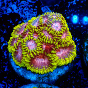 TC Favia Martian Chronicles frag XL