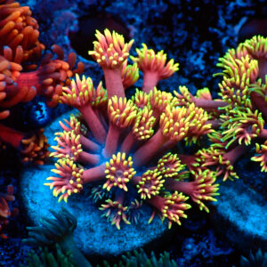 TC Goniopora Confetti