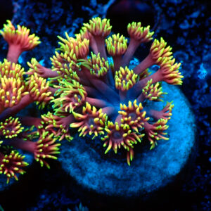 TC Goniopora Confetti