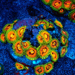 TC Zoanthus Rainbow Incinerator