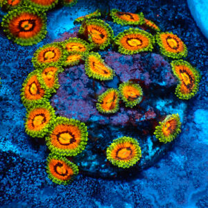 TC Zoanthus Rainbow Incinerators