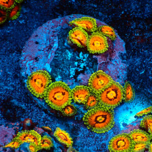 TC Zoanthus Rainbow Incinerators