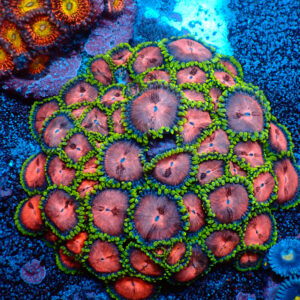 TC Zoanthus Space Monster Colonia