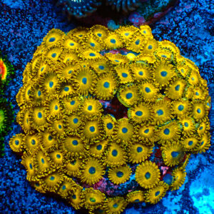 TC Zoanthus Gold Hornets Colonia